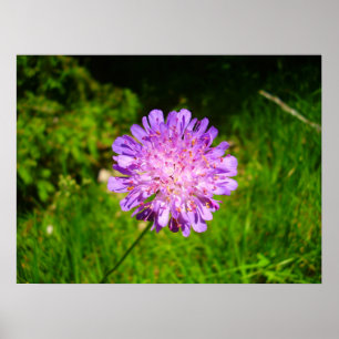 Field Scabious Poster