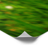 Field Scabious Poster (Hoek)