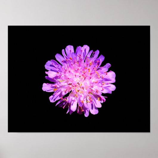 Field Scabious Poster (Voorkant)