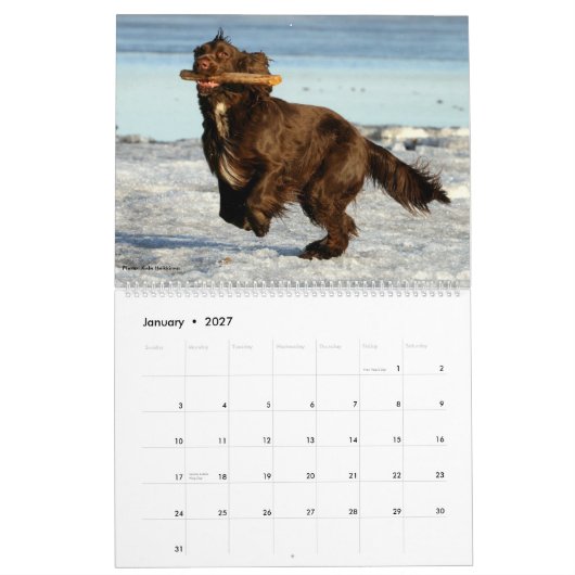 Field Spaniel Wall Agenda Kalender (Jan 2027)