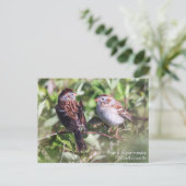 Field Sparrow Briefkaart (Staand voorkant)
