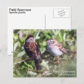 Field Sparrow Briefkaart (Voorkant / Achterkant)
