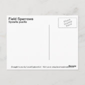 Field Sparrow Briefkaart (Achterkant)