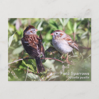 Field Sparrow Briefkaart