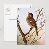 Field Sparrow Singing Briefkaart (Voorkant / Achterkant)