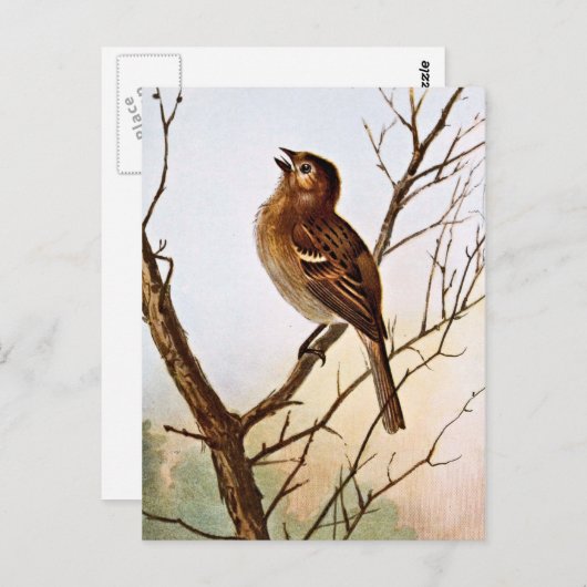 Field Sparrow Singing Briefkaart (Voorkant / Achterkant)