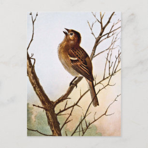 Field Sparrow Singing Briefkaart