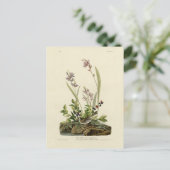 Field Sparrow van Audubon's Birds of America Briefkaart (Staand voorkant)