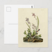 Field Sparrow van Audubon's Birds of America Briefkaart (Voorkant / Achterkant)