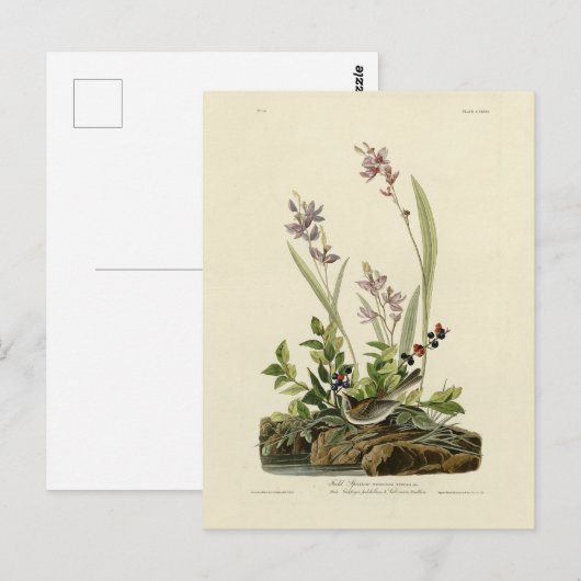 Field Sparrow van Audubon's Birds of America Briefkaart (Voorkant / Achterkant)