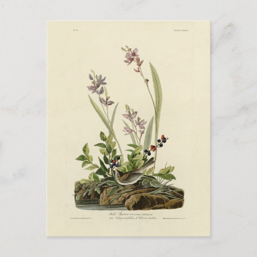 Field Sparrow van Audubon's Birds of America Briefkaart (Voorkant)