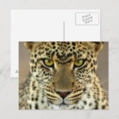 Fierce Leopard Briefkaart (Voorkant / Achterkant)
