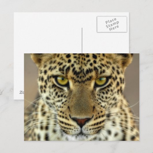 Fierce Leopard Briefkaart (Voorkant / Achterkant)