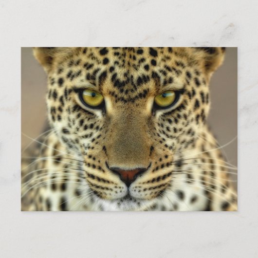 Fierce Leopard Briefkaart (Voorkant)