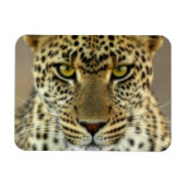 Fierce Leopard Magneet (Horizontaal)