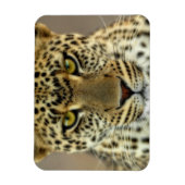 Fierce Leopard Magneet (Verticaal)