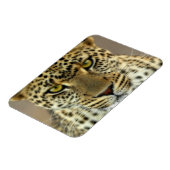Fierce Leopard Magneet (Linkerzijde)