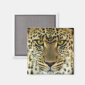 Fierce Leopard Magneet (Voorkant / Achterkant)