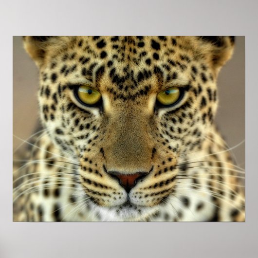 Fierce Leopard Poster (Voorkant)