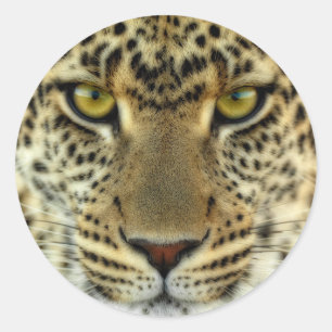 Fierce Leopard Ronde Sticker