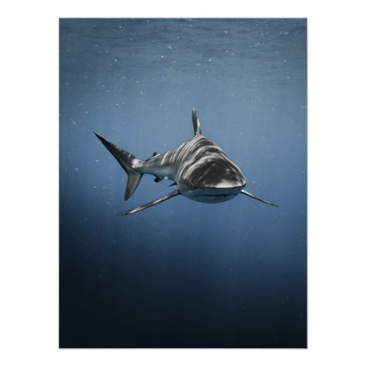 Fierce Ocean Predator – Shark Perfect Poster (Voorkant)