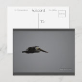 Fierce Pelican III | Blue Beach Song™-Briefkaart Briefkaart (Voorkant / Achterkant)