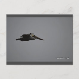 Fierce Pelican III | Blue Beach Song™-Briefkaart Briefkaart