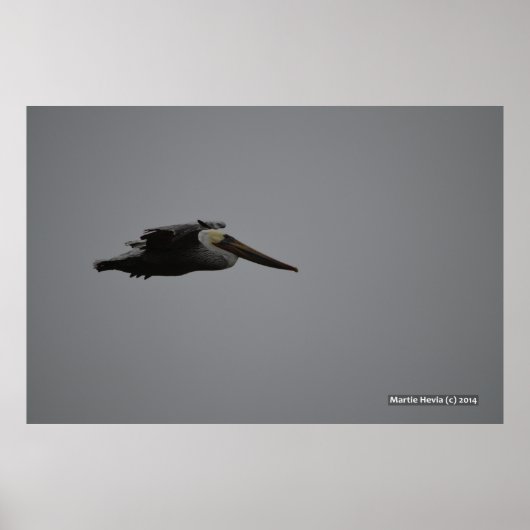 Fierce Pelican III Poster (Voorkant)