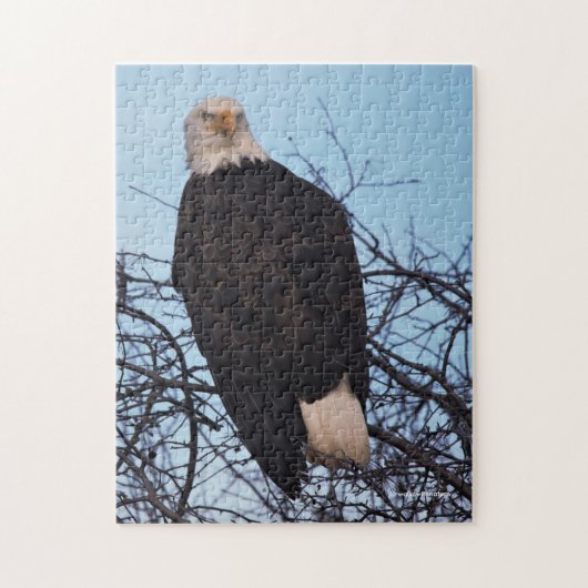 Fierce Stare of a Bald Eagle Legpuzzel (Verticaal)