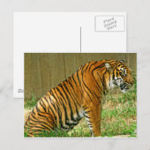 Fierce Tiger Briefkaart (Voorkant / Achterkant)