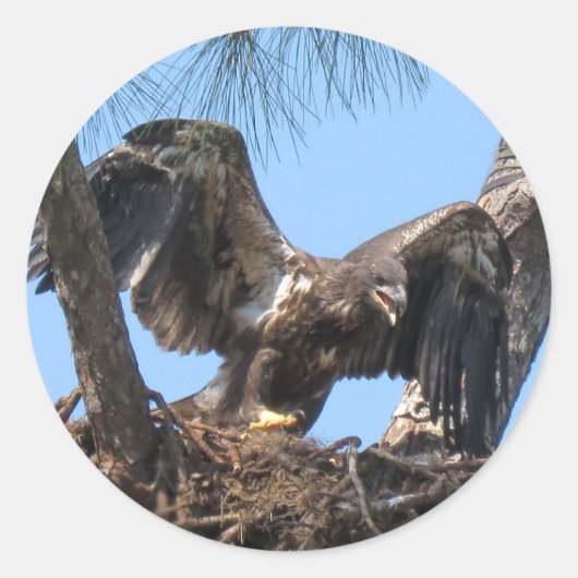 Fierce Young Eagle Stickers (Voorkant)