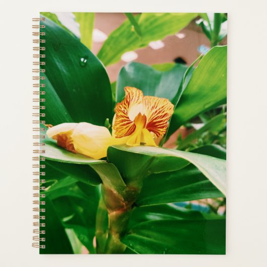 Fiery Costus Flower Insulin Plant Planner (Voorkant)