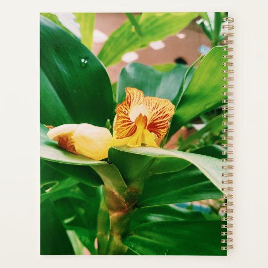 Fiery Costus Flower Insulin Plant Planner (Achterkant)