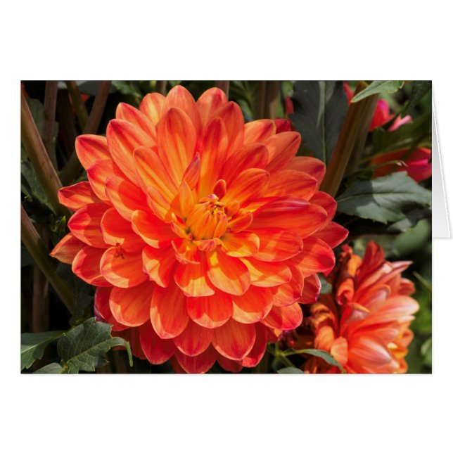 Fiery Dahlia (Voorkant Horizontaal)