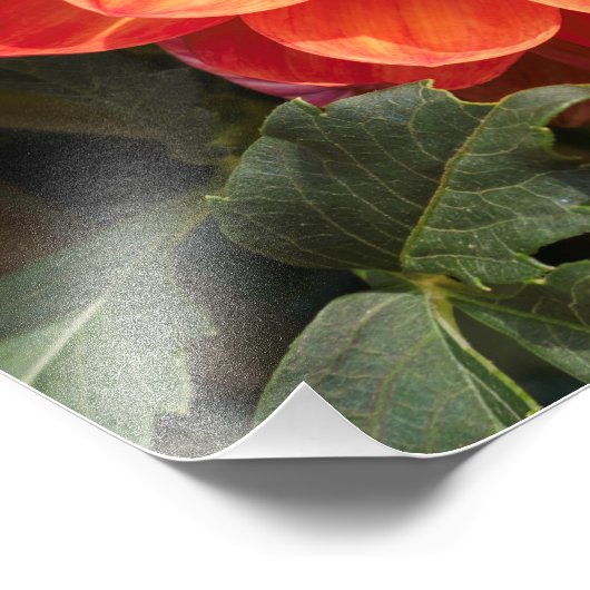 Fiery Dahlia Foto Afdruk (Hoek)