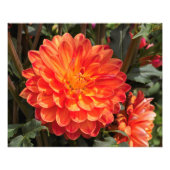 Fiery Dahlia Foto Afdruk (Voorkant)
