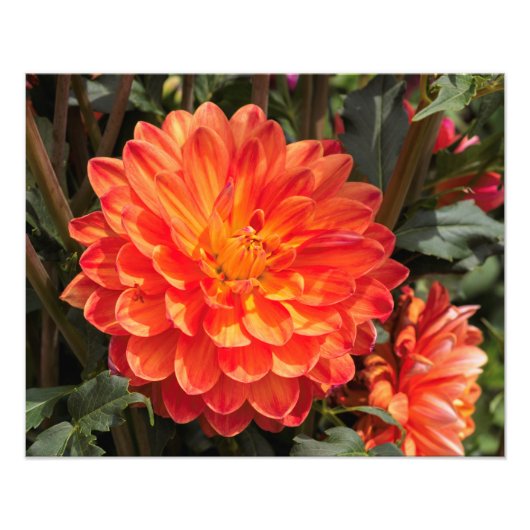 Fiery Dahlia Foto Afdruk (Voorkant)