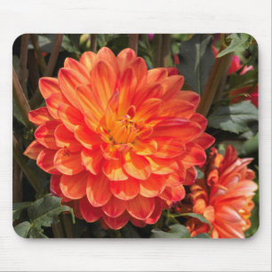 Fiery Dahlia Muismat