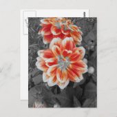Fiery Dahlias Briefkaart (Voorkant / Achterkant)