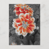 Fiery Dahlias Briefkaart (Voorkant)