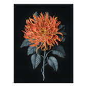 Fiery Elegance: Oranje chrysant Foto Afdruk (Voorkant)