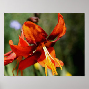 Fiery Oranje Lily Flower Poster