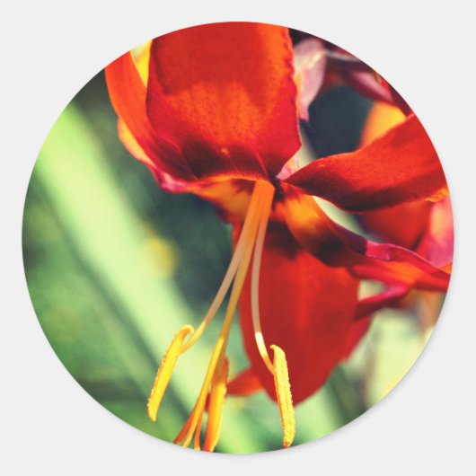 Fiery Oranje Lily Flower Ronde Sticker (Voorkant)