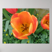 Fiery Oranje Tulip Print (Voorkant)