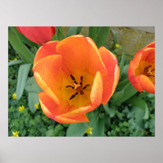 Fiery Oranje Tulip Print (Voorkant)