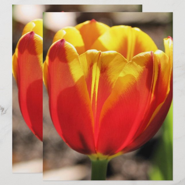 Fiery Oranje Yellow Tulp Flower Scrapbook Paper (Voorkant / Achterkant)