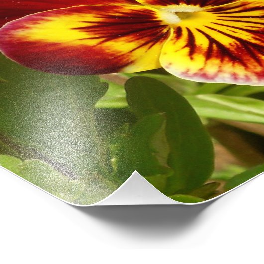 Fiery Pansy Foto Afdruk (Hoek)
