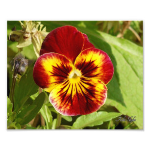 Fiery Pansy Foto Afdruk