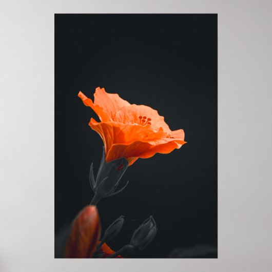 🧡 Fiery Sunset Hibiscus 🌅 Poster (Voorkant)