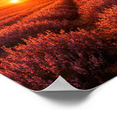 Fiery Sunset Lavender Fields Poster - Warm Orange (Hoek)